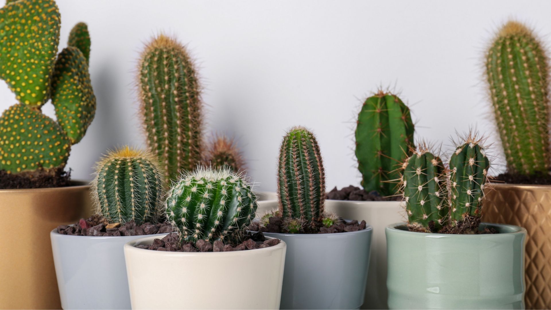 Indoor plants on a wooden shelf and in pots near a window in a sunny room.