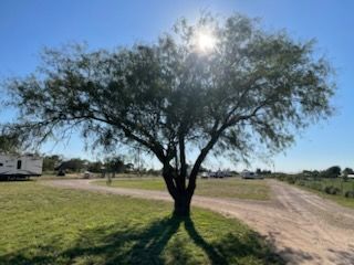 Tree casting a shadow on grass with the sun behind it. RV park in background.