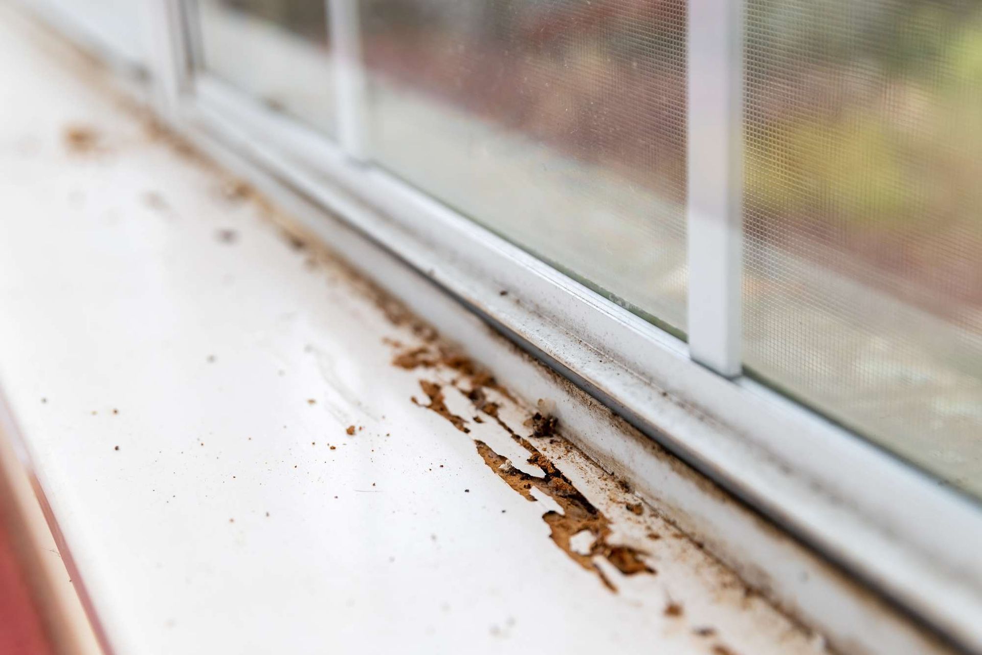 A dirty window sill with a screen on it and termite activity noted