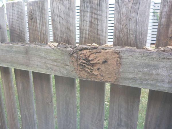 A wooden fence with termite activity