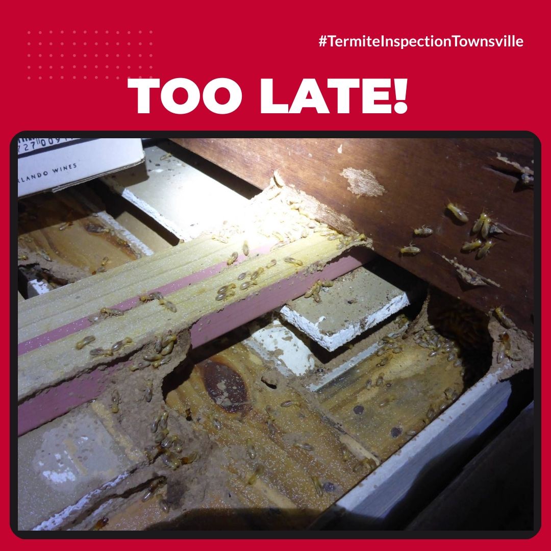 A picture of a termite inspection says too late