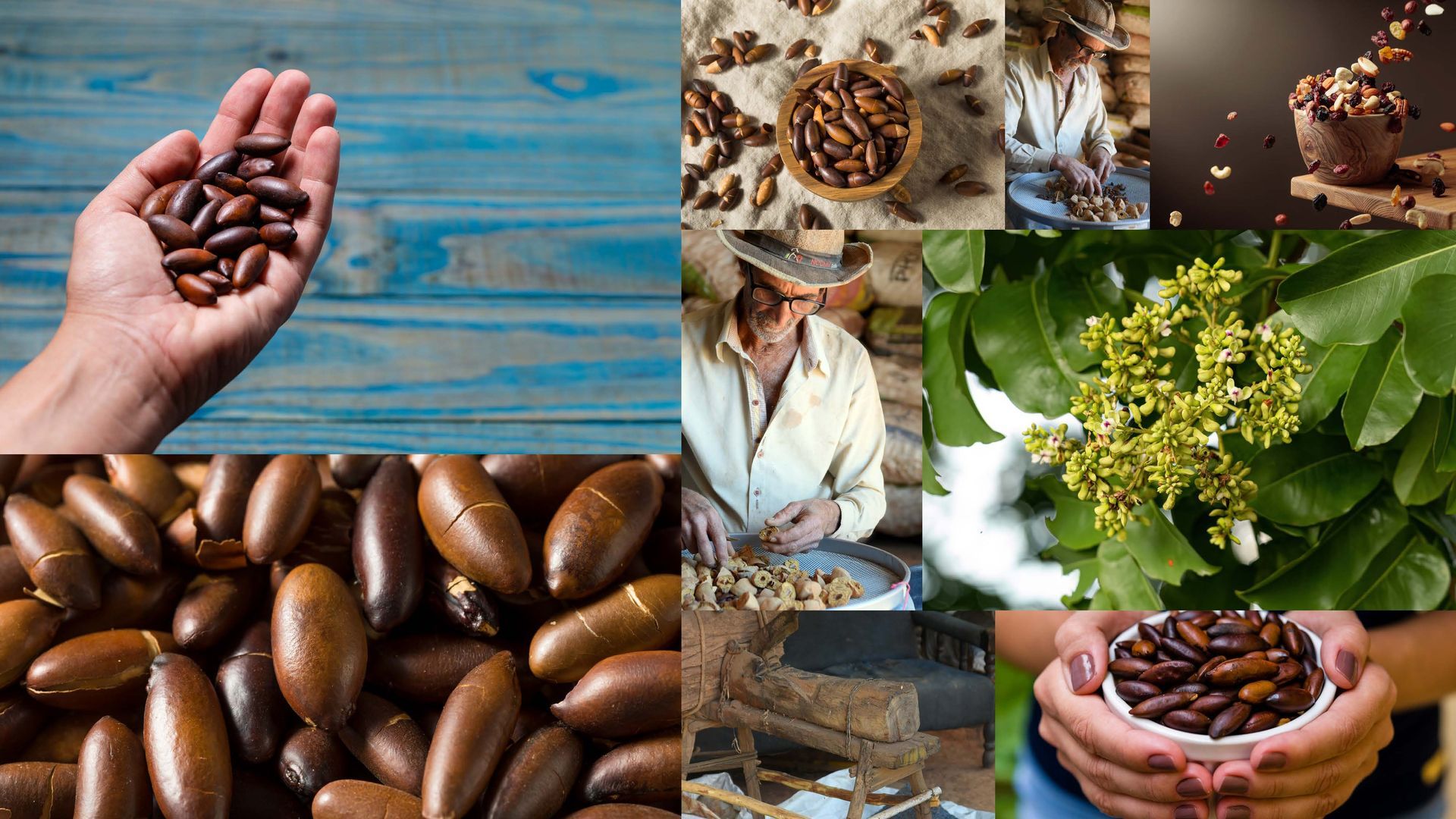 Arranjo de imagens de favas tonka, uma mão segurando as favas, uma pessoa trabalhando com elas e as flores da planta.