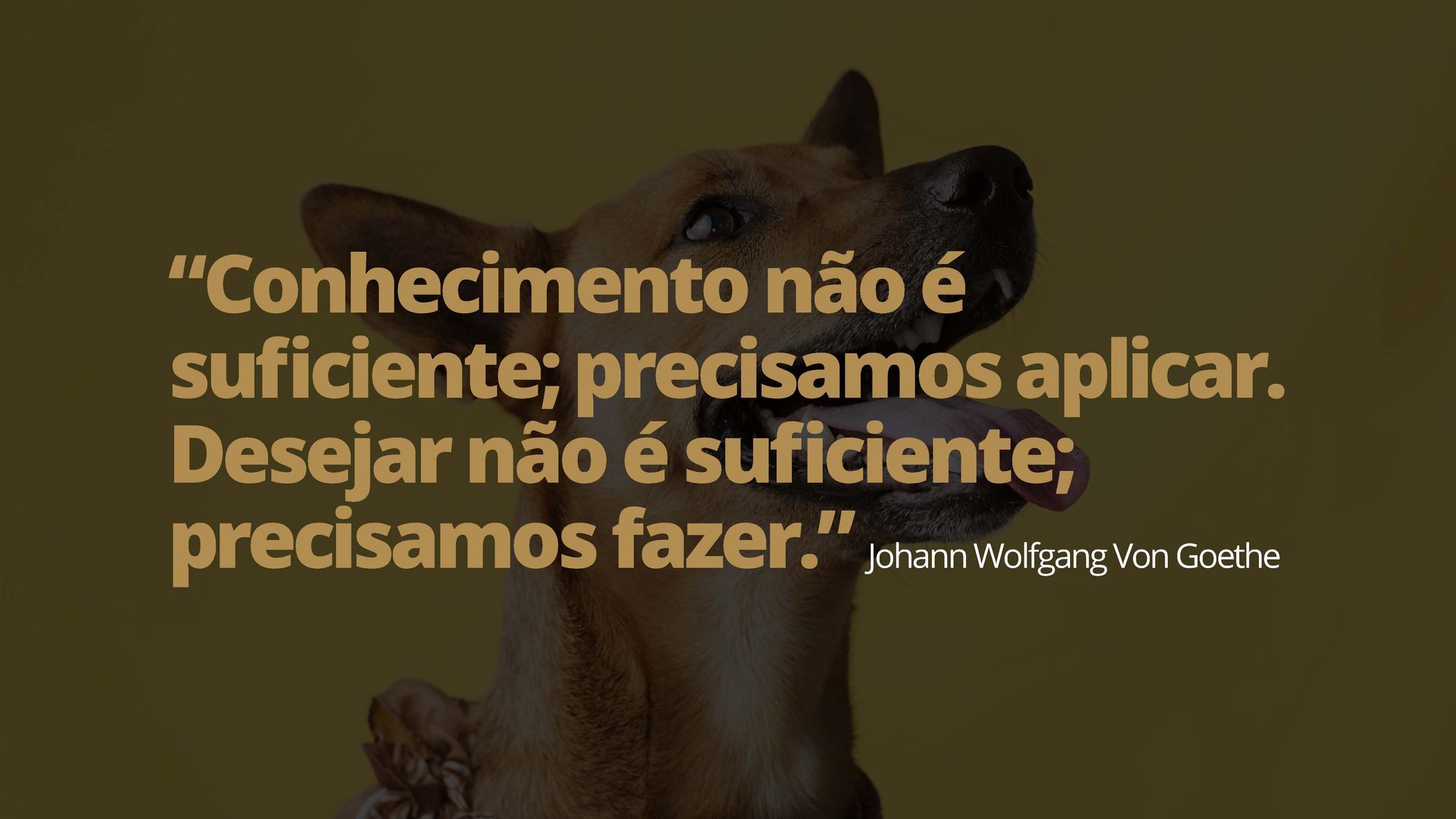 Uma foto de um cachorro com uma citação