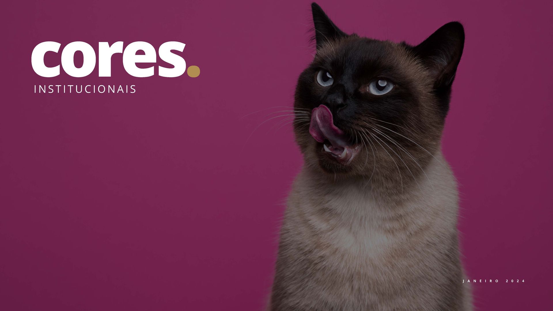 Um gato siamês está lambendo os lábios em um fundo rosa.