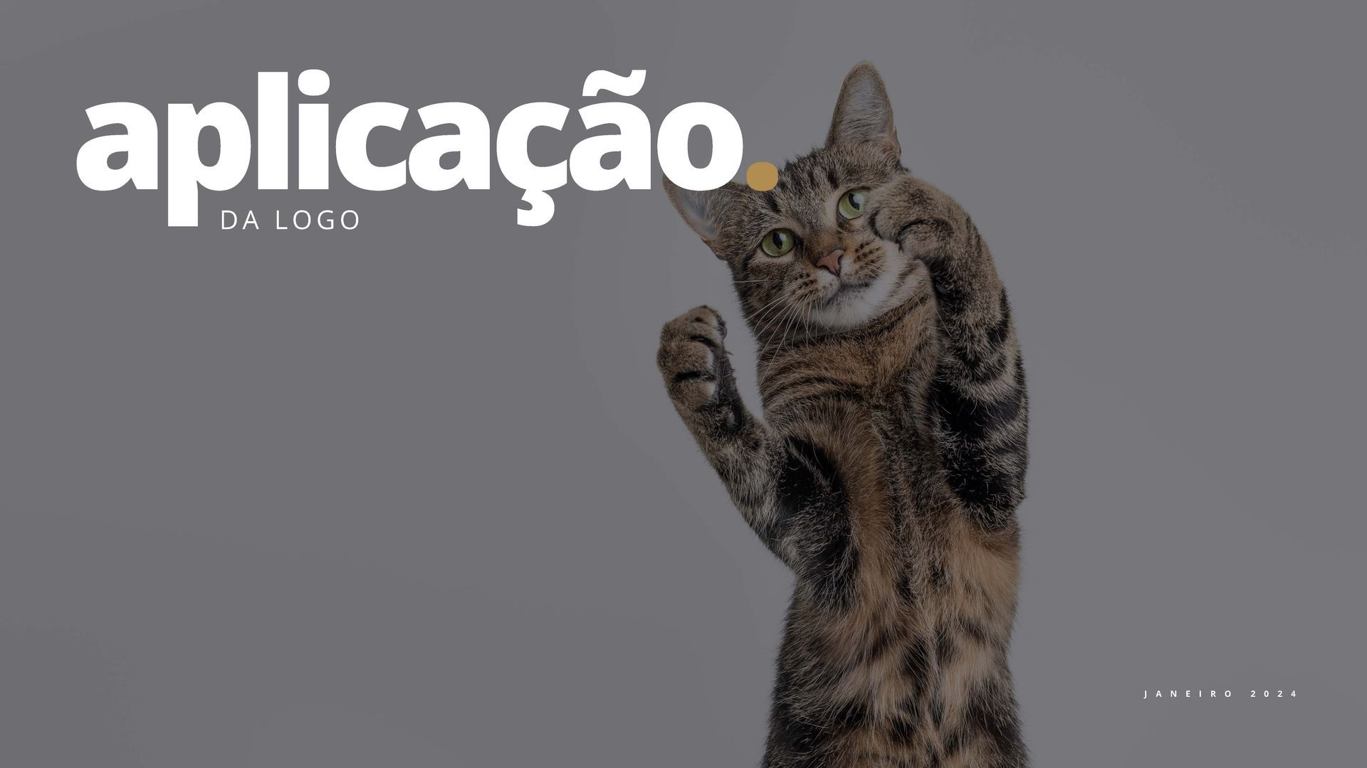 Um gato está de pé sobre as patas traseiras e olhando para a câmera.