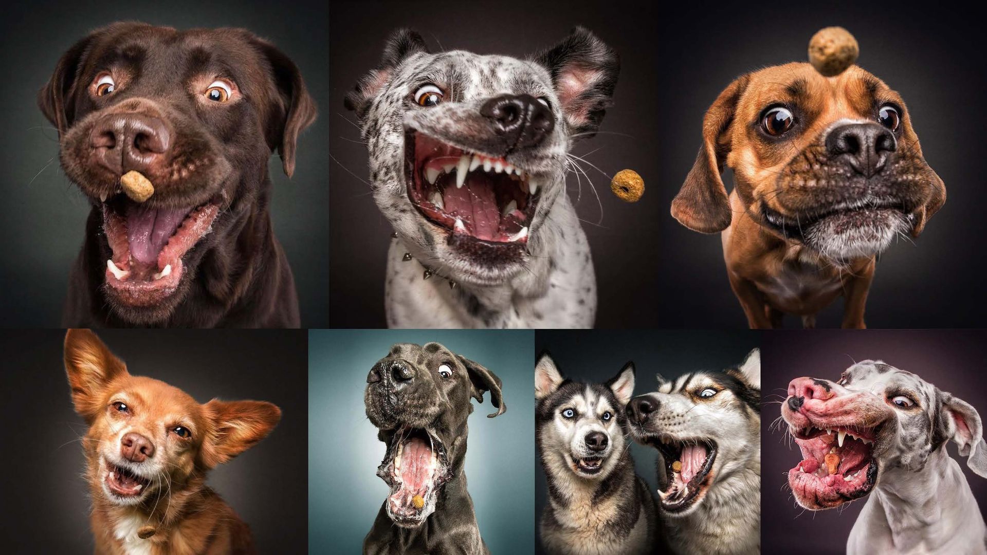 Uma colagem de cães fazendo caretas engraçadas com a boca aberta.