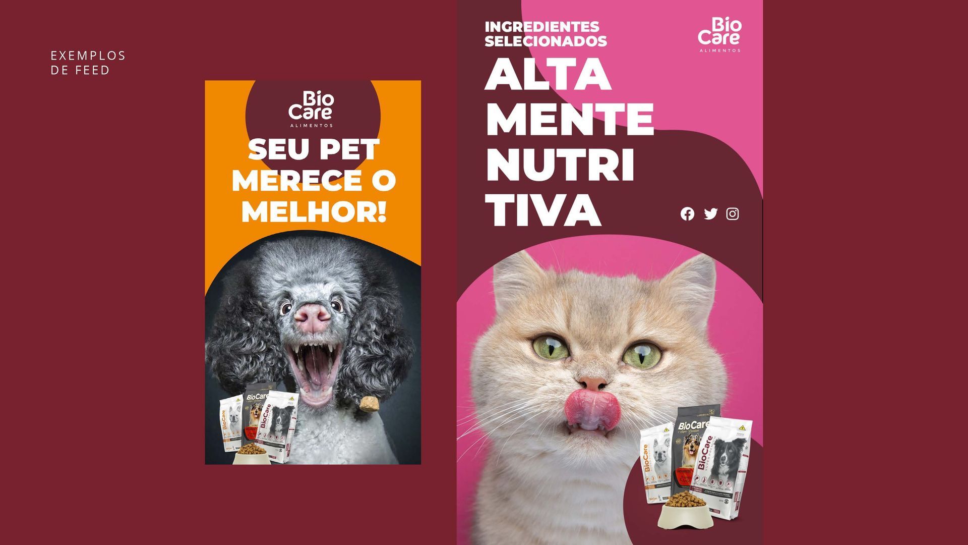 Um cachorro e um gato estão sentados um ao lado do outro em um fundo rosa.