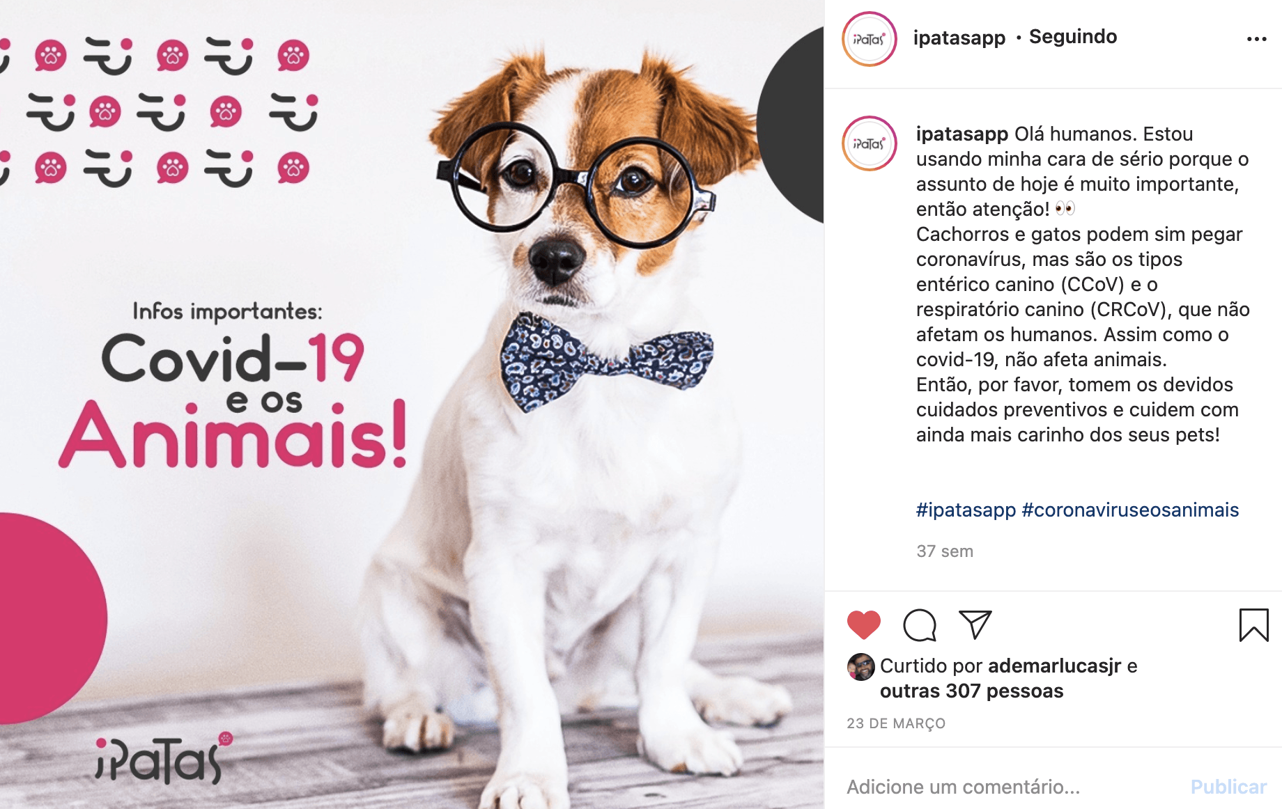 Um cachorro de óculos e gravata borboleta com texto sobre COVID-19 e animais. Fundo rosa e branco, layout de postagem do Instagram.