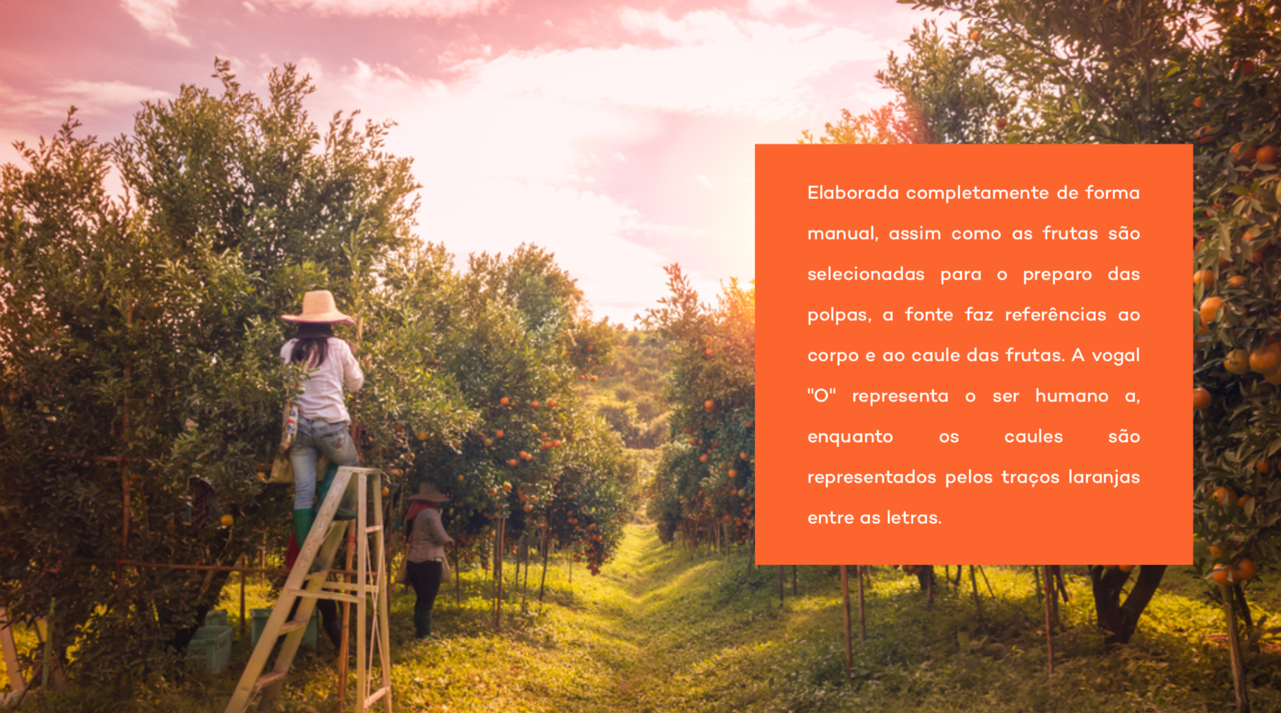 Mulher de chapéu colhendo laranjas de uma árvore em uma escada em um laranjal; caixa de texto no canto direito com texto em português.