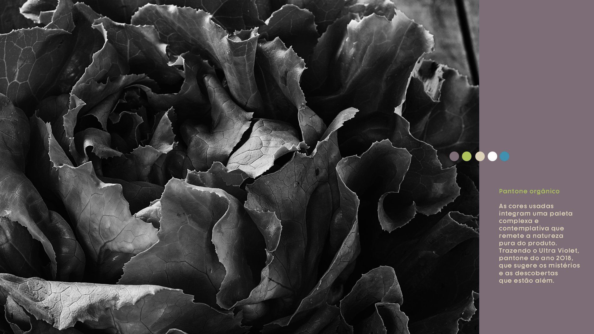 Close-up em preto e branco de alface com folhas onduladas. Uma barra lateral roxa com pontos e texto aparece à direita.