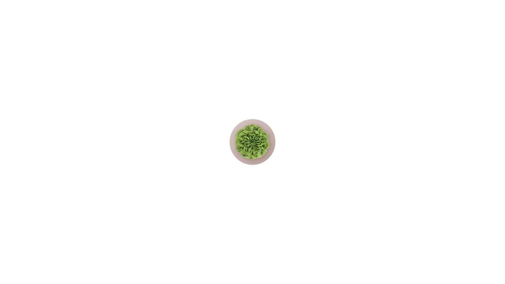 Vista de cima para baixo de uma pequena planta redonda em vaso com folhas verdes e solo marrom claro sobre um fundo branco.