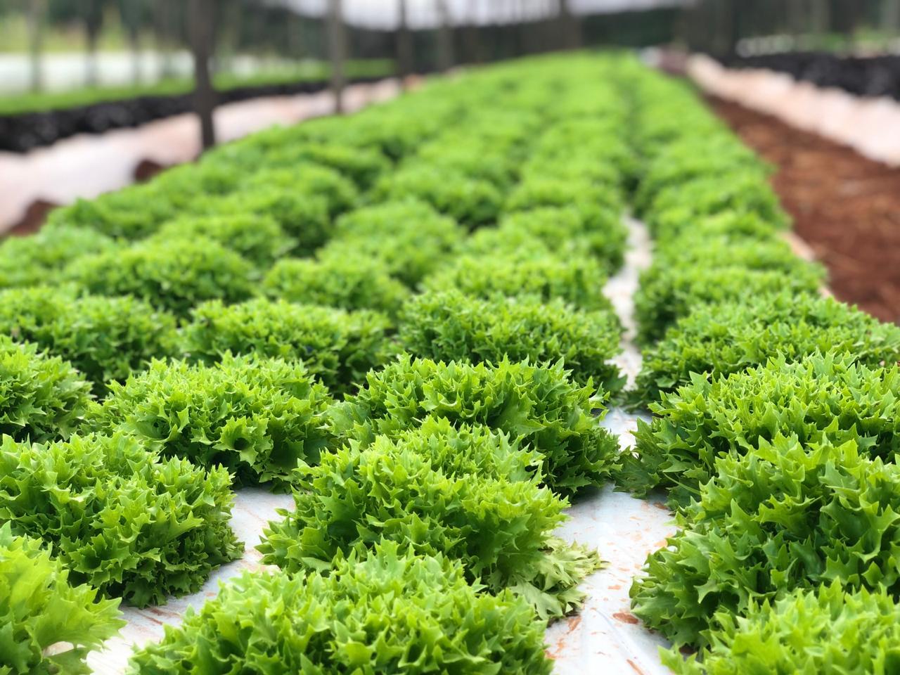 Fileiras de plantas de alface verde vibrante crescendo em uma estufa, com plástico branco alinhando as fileiras.