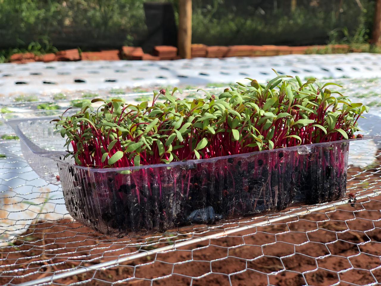 Uma bandeja de plástico transparente cheia de microverduras vermelhas e verdes vibrantes, sobre uma tela de arame em um ambiente externo.