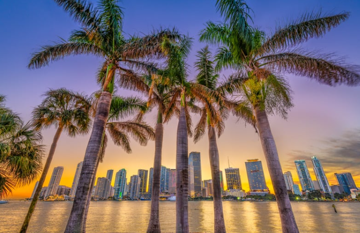 There are palm trees in the foreground and a city skyline in the background.