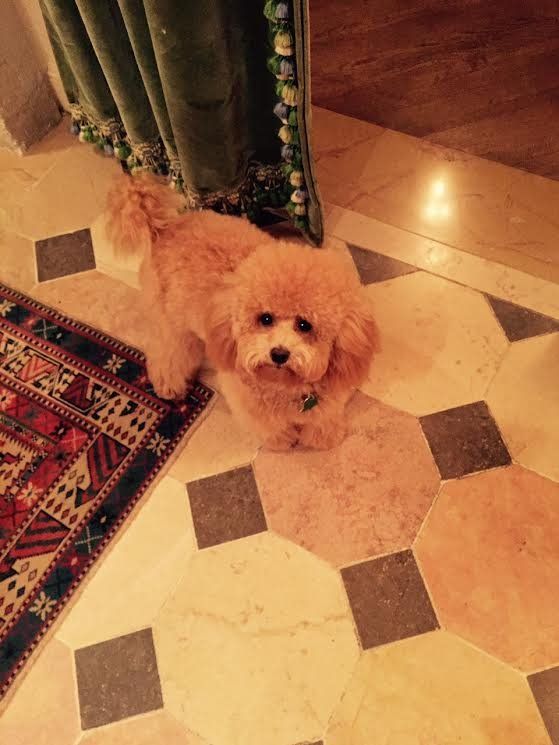 A small brown poodle is sitting on a tiled floor next to a rug.