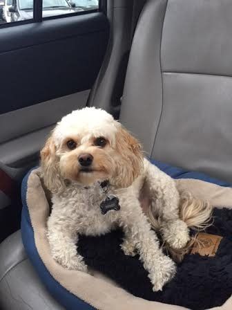 A small dog is sitting in a dog bed in the back seat of a car.