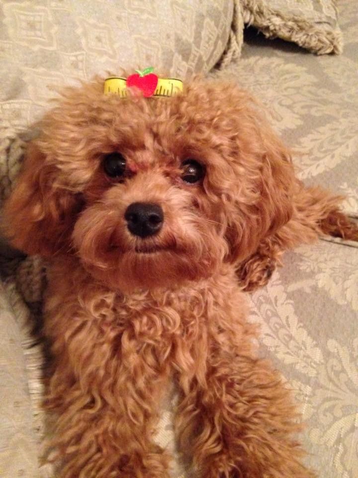 A small brown dog with a bow on its head is laying on a couch.