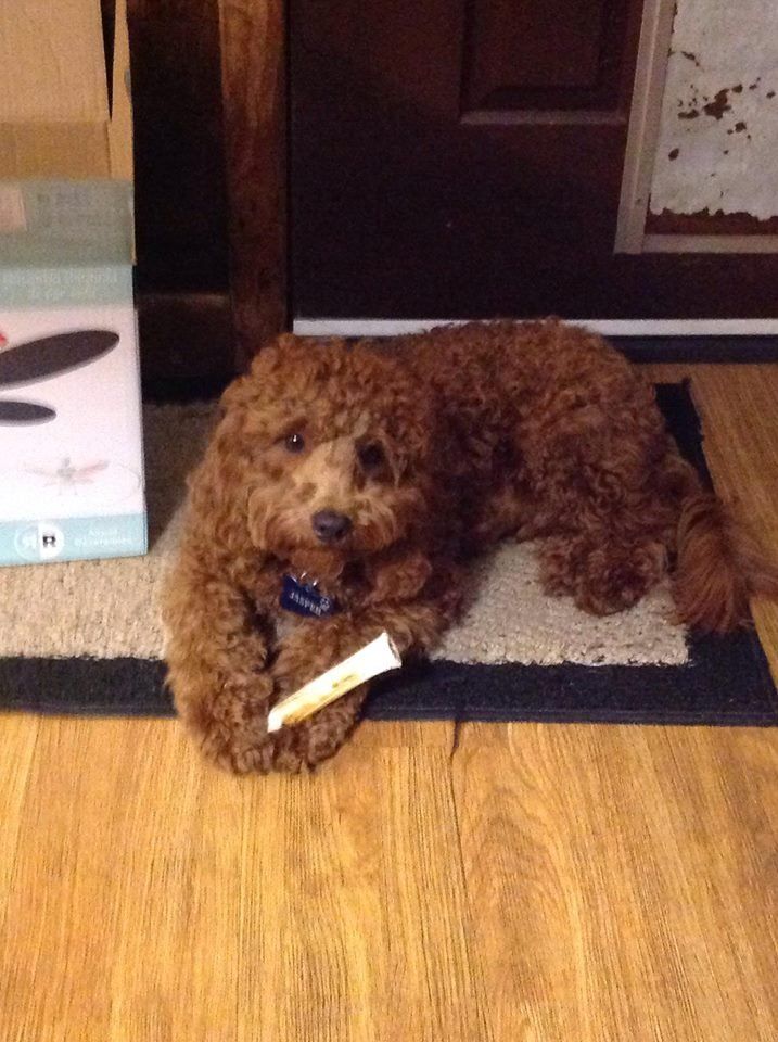 A small brown dog is laying on a rug on the floor