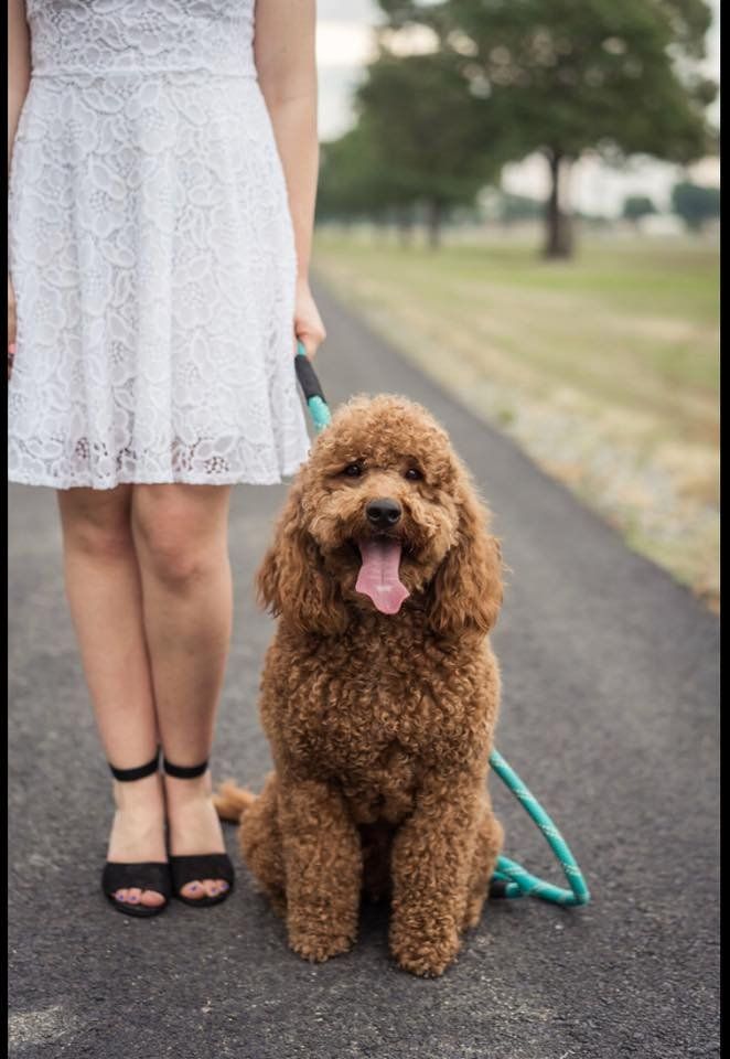 A woman in a white dress is walking a brown poodle on a leash.