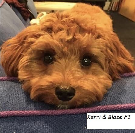 A small brown dog is laying on a blue couch.
