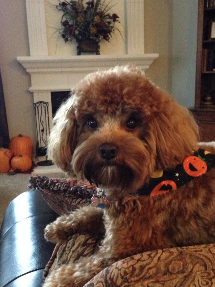 A small brown dog wearing a halloween collar is sitting on a couch.