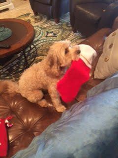 A small dog is sitting on a couch with a christmas stocking in its mouth.