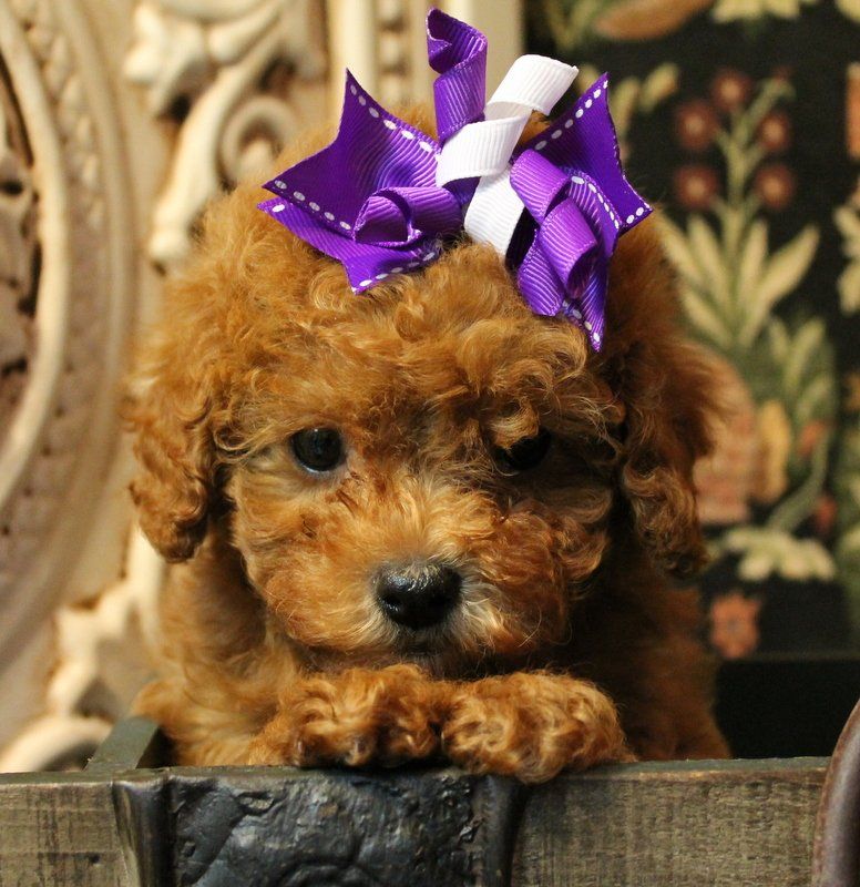 A brown poodle with a purple bow on its head