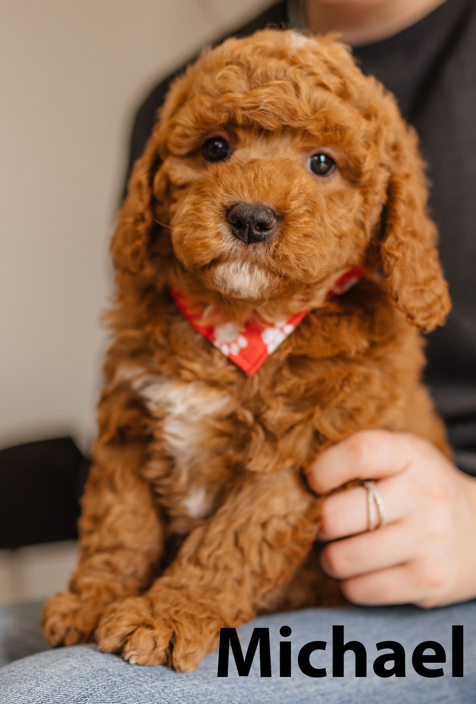 Petit Jean Puppies Goldendoodles, Cavapoos & Cavapoochons
