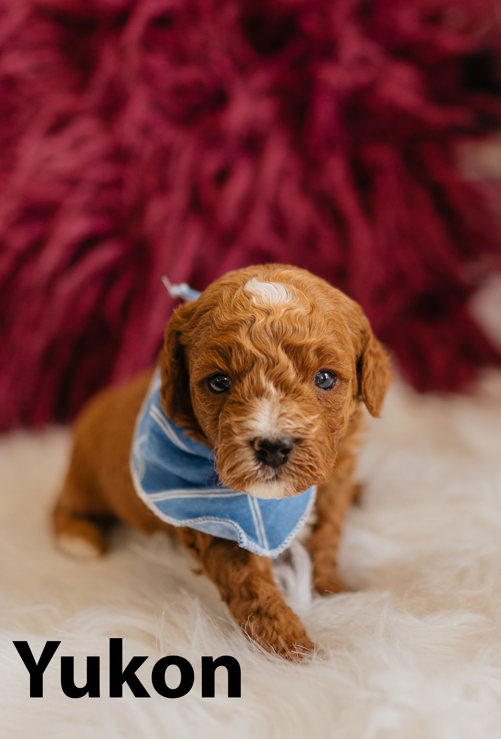 Petit Jean Puppies Goldendoodles, Cavapoos & Cavapoochons