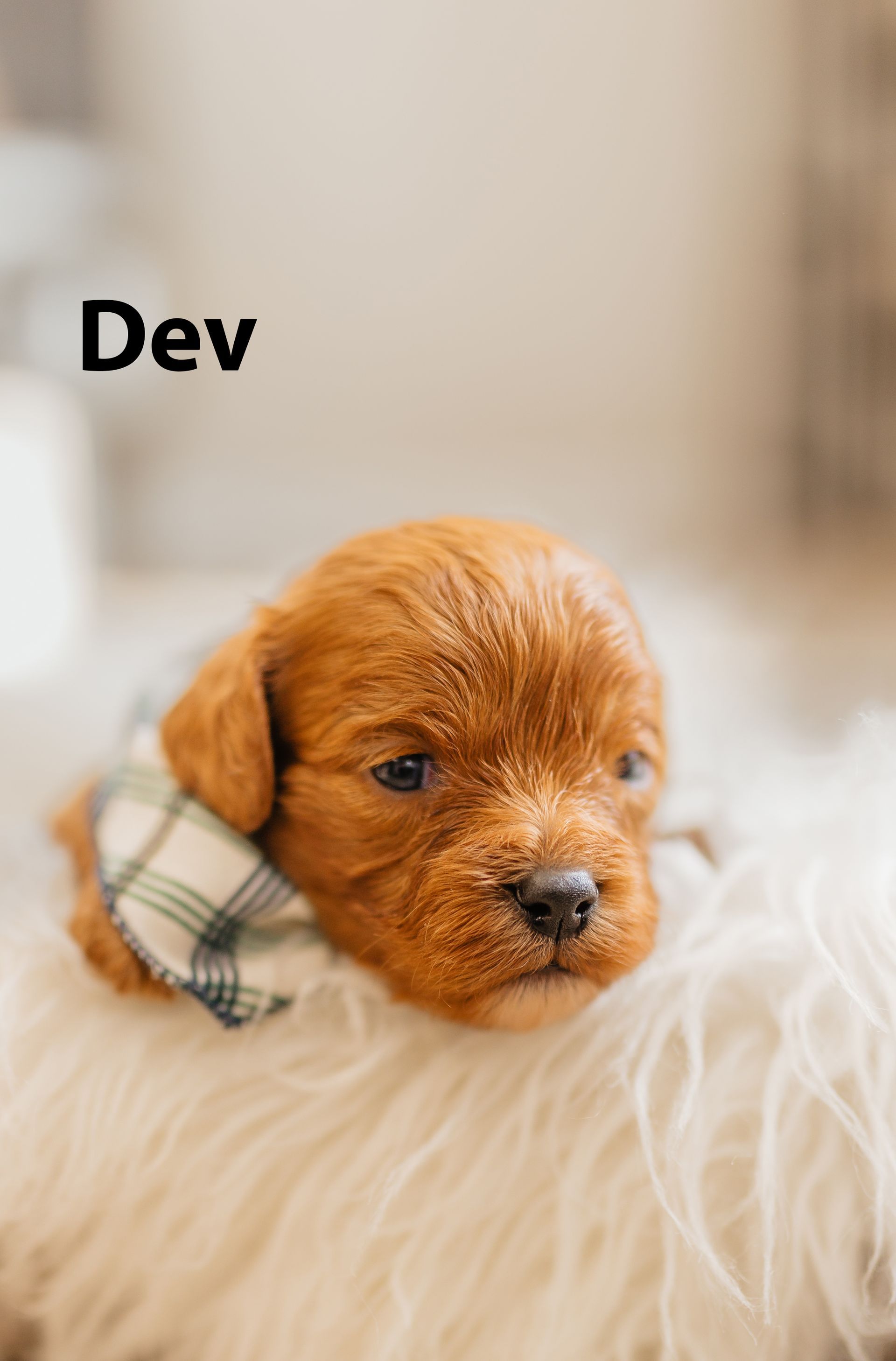 Petit Jean Puppies Goldendoodles, Cavapoos & Cavapoochons