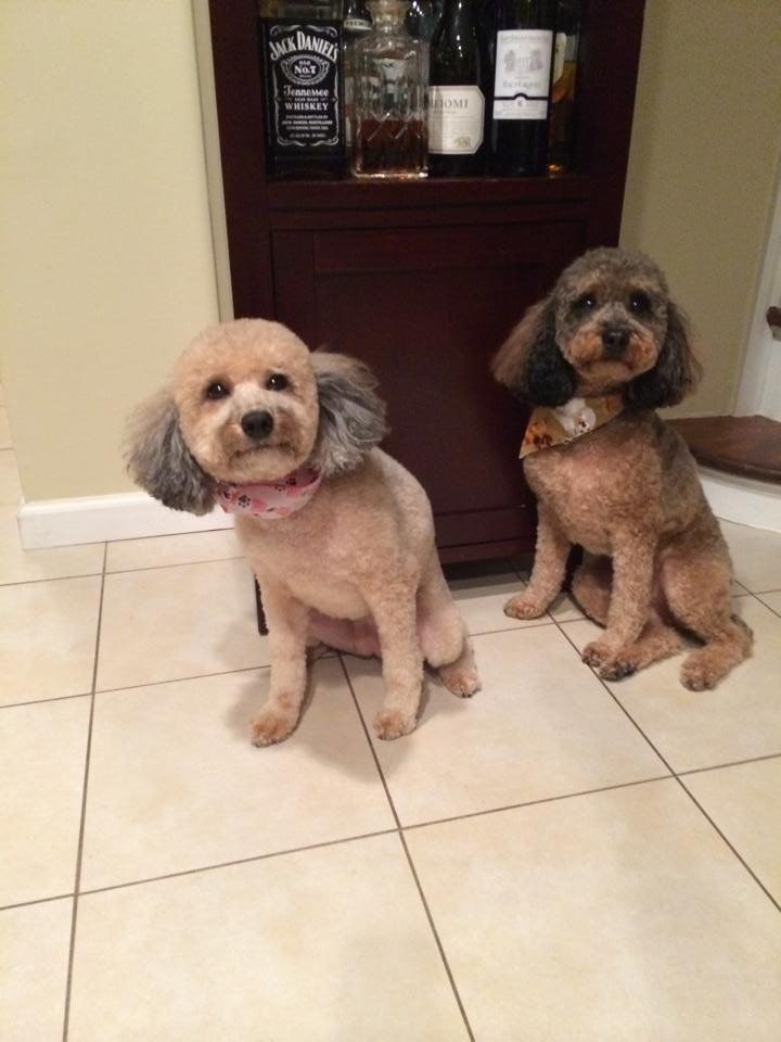 Two small dogs are sitting next to each other on a tiled floor.