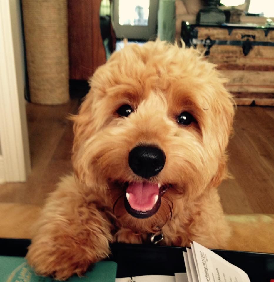 A small brown dog with its tongue hanging out