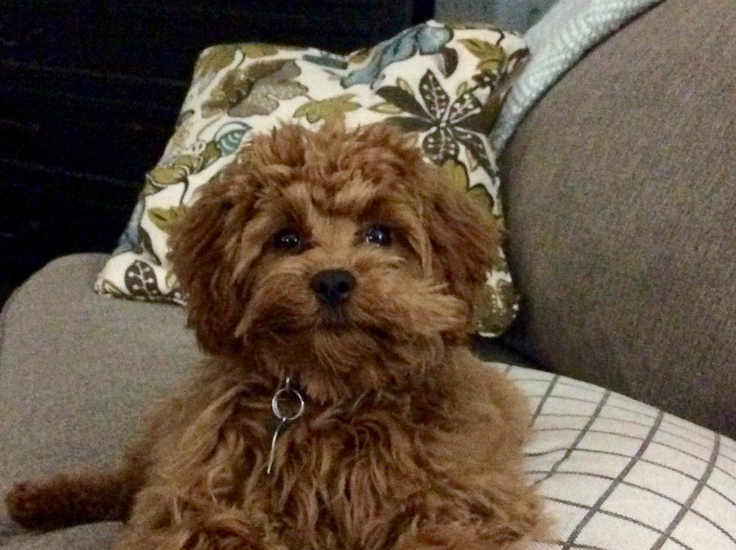 A small brown dog is sitting on a couch next to a pillow.