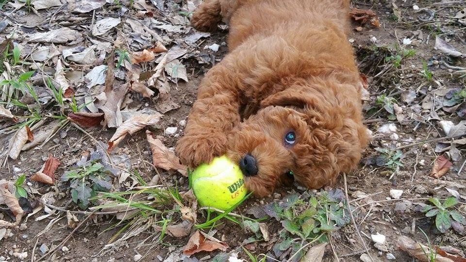 A puppy is playing with a tennis ball on the ground.