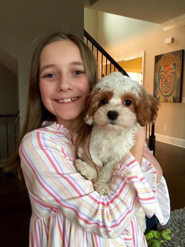 A little girl is holding a brown and white puppy in her arms.