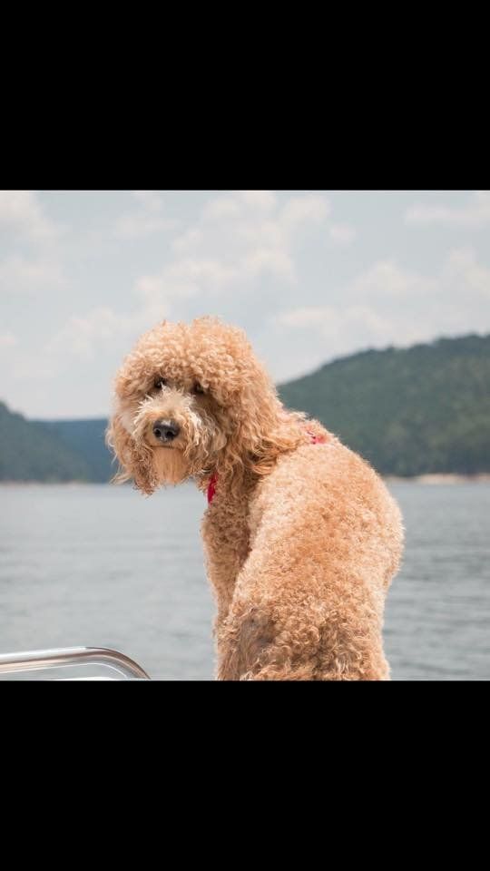 A brown poodle is sitting on a boat looking at the water.