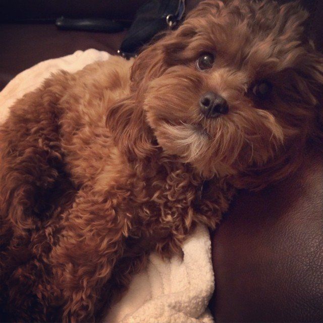 A small brown dog is laying on a couch