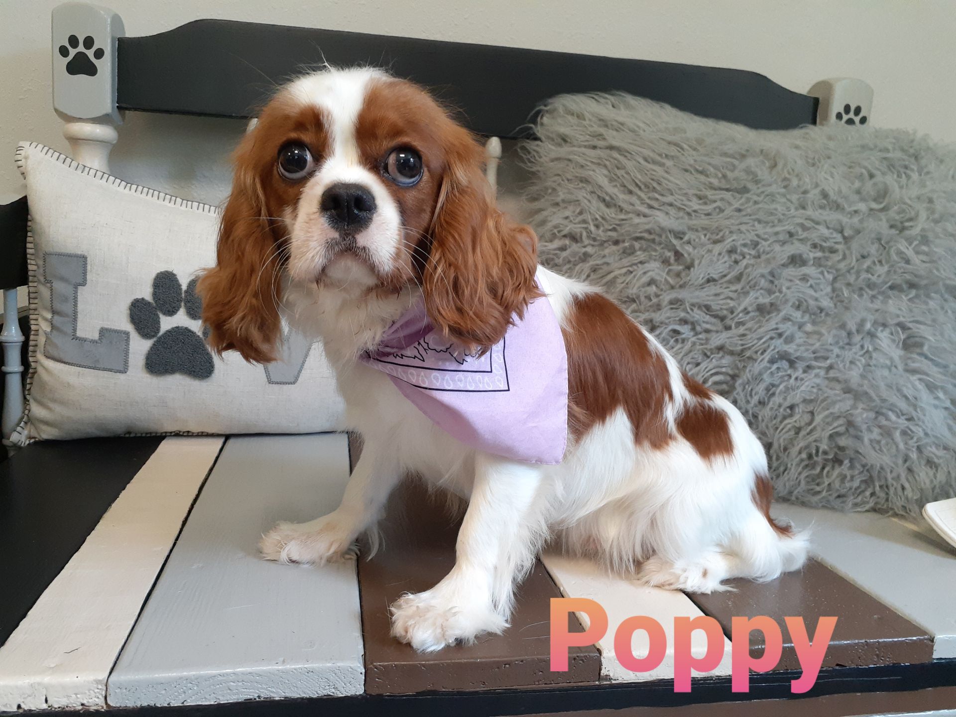 Petit Jean Puppies Goldendoodles, Cavapoos & Cavapoochons