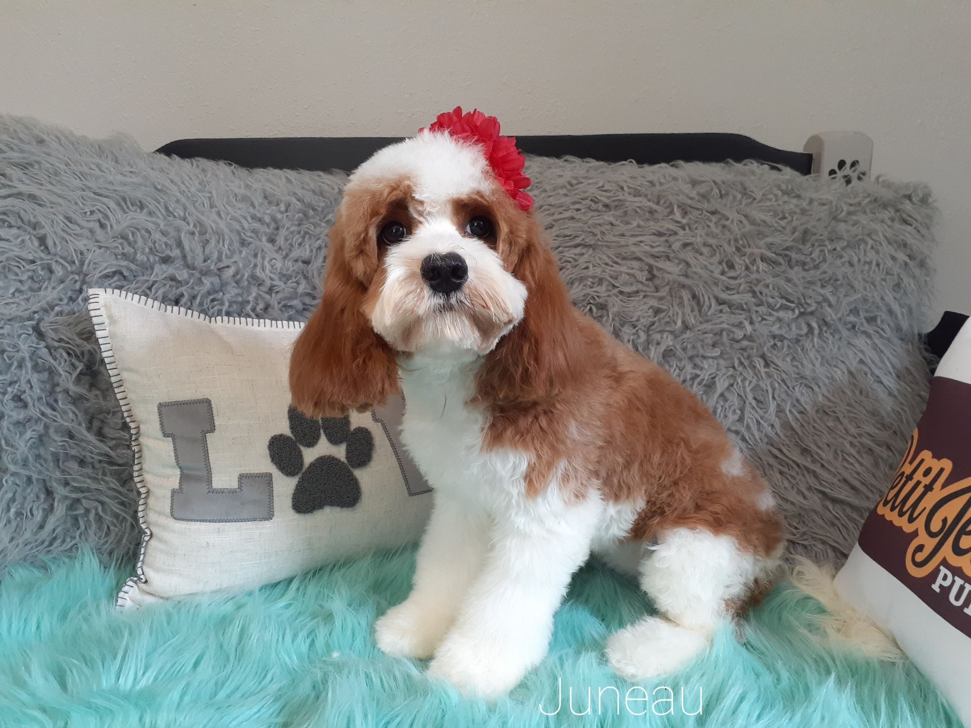 Cavalier King Charles Spaniel with brown and white fur, red bow, sitting on turquoise shag.