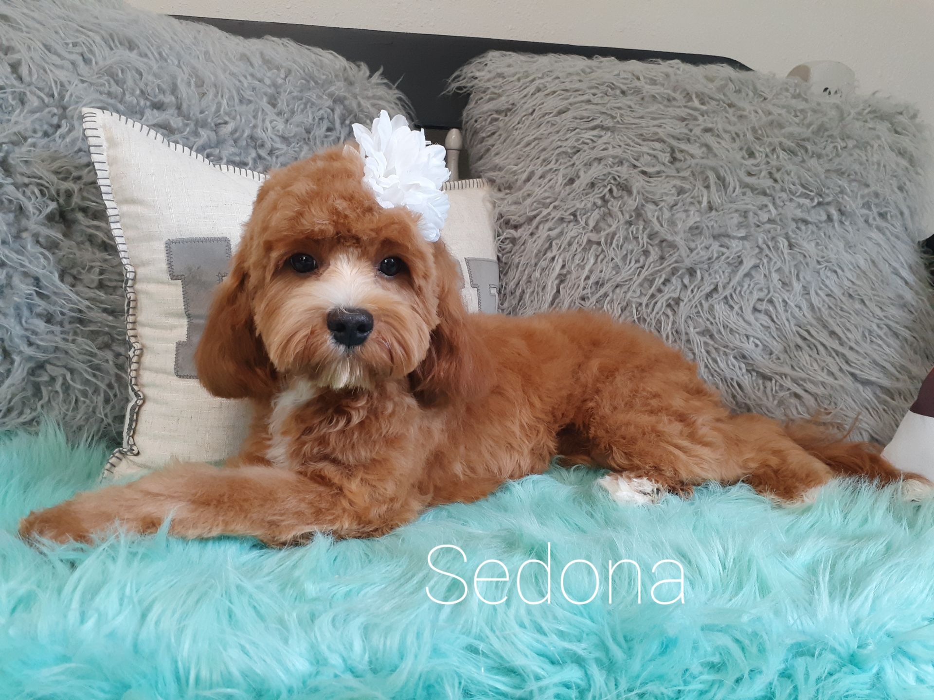 Red-brown dog with a white flower in its hair, resting on a turquoise fuzzy surface, gray pillows behind.