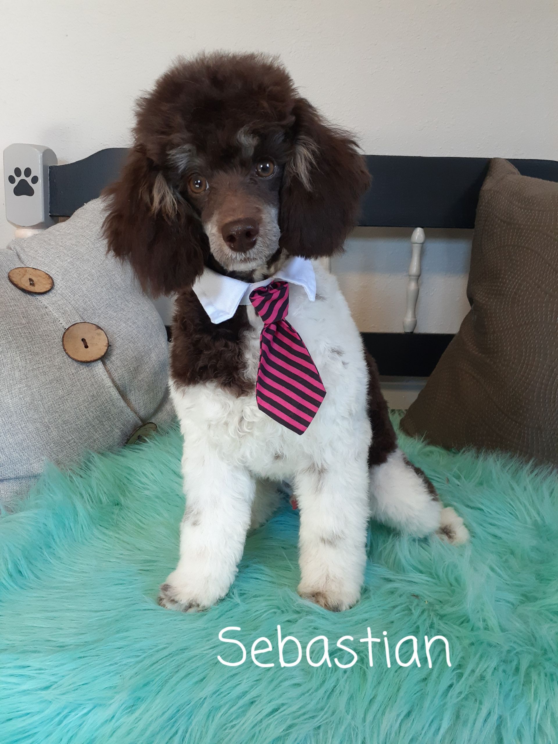 Brown and white poodle wearing a tie, sitting on a teal rug.