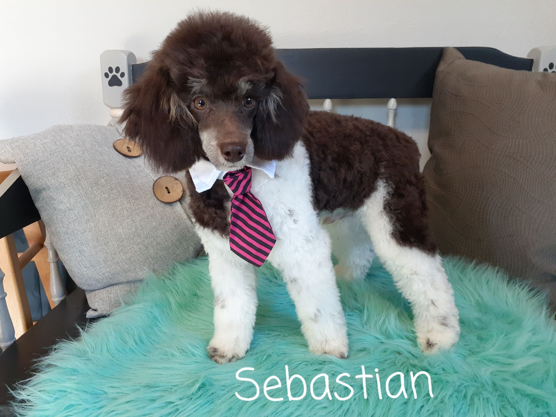 Petit Jean Puppies Goldendoodles, Cavapoos & Cavapoochons