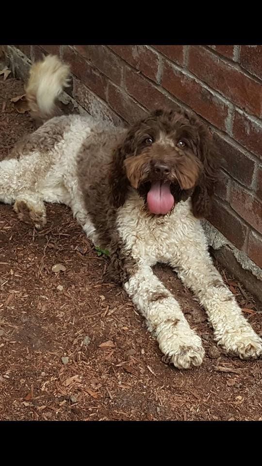 A brown and white dog is laying on the ground next to a brick wall.