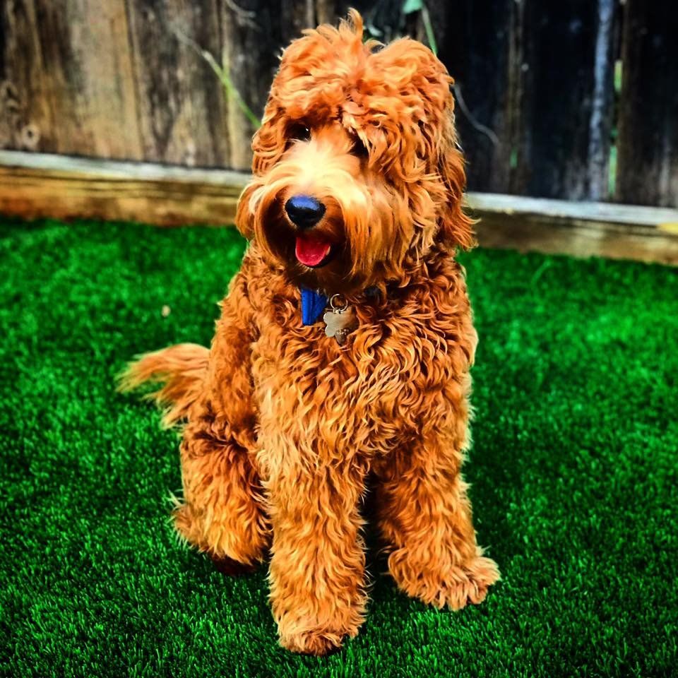 A brown dog with a blue collar is sitting on the grass