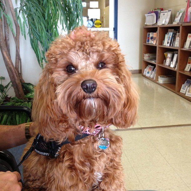 A person is holding a small brown dog in a room