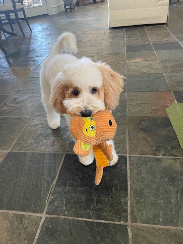 A small dog is holding a stuffed animal in its mouth.