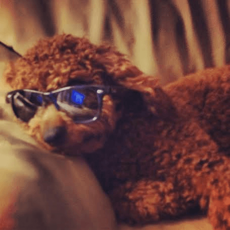 A teddy bear wearing sunglasses is laying on a bed