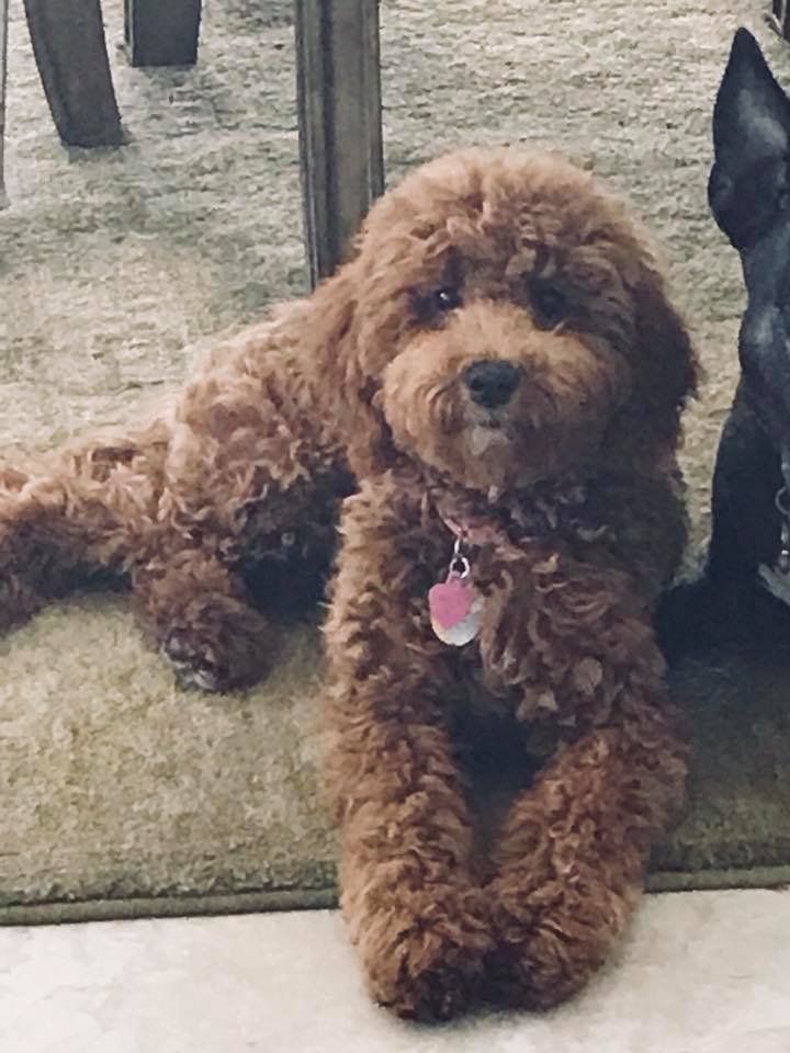 A brown poodle is laying on the floor next to a black dog.