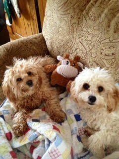 Two small dogs are laying on a couch with a stuffed animal.