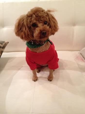 A small brown poodle wearing a red shirt and collar is sitting on a white couch.
